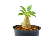 Young Dorstenia Cactus Flower In Flowerpot