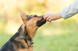 German Shepherd eating dog food from humans hand in training