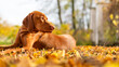 Cute hungarian vizsla dog in beautiful autumn garden. Happy vizsla pointer dog lying down outside side view portrait. Dog background.