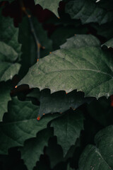 Canvas Print - Vertical shot of green leaves - great for wallpaper