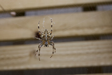 Araneus diadematus 