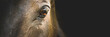 Horse portrait close up, detail. Horse head on a black background, banner. Calm, relaxed