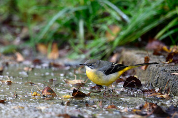 Sticker - Grey Wagtail // Gebirgsstelze (Motacilla cinerea)