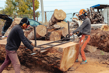 Lumberjack cutting tree trunk with giant chainsaw to make wooden planks