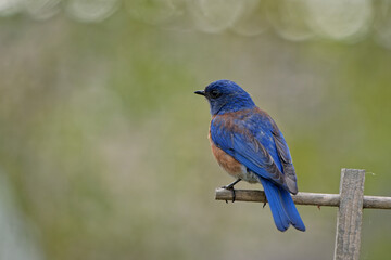 Sticker - Selective focus shot of a cute little Western bluebird standing on a stick with a blurred background