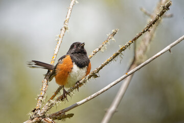 Poster - Selective focus shot of an American redstart bird perched on the tree branch