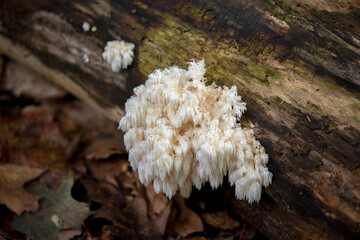 Wall Mural - The  lion mane,
mushrooms in the park