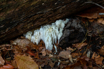 Poster - The  lion mane,
mushrooms in the park