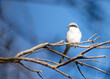 © NumediaPhoto - Great Gray Shrike (Lanius Exubitor) perching on a tree