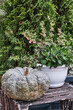 © IrinaK - Autumn composition with green Marina Di Chioggia pumpkin and plant in pot on old wooden box
