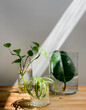 Cuttings of houseplants; Curly Spider plant, Pothos plant and rubber plant, rooting in glass containers with water, on a wooden surface isolated on a light background. Copy Space. Water propagation.