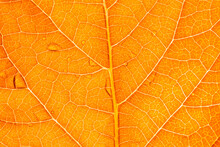 Orange Macro Leaf,Macro Image Of A Leaf Showing The Amazing Details In Leaves And Also The Amazing Colors Found In Them Also,Backgrounds, Abstract Backgrounds, Leaf, Autumn, Nature