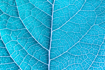 blue macro leaf,abstract blue leaf macro background,Leaf ribs and veins 