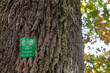 pomnik przyrody - drzewo pod prawną ochroną 