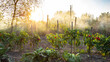 panoramic view of bell pepper bushes tied to wooden stakes and illuminated by sun rays in home garden in autumn sunset