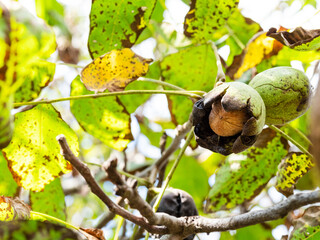 Wall Mural - ripe walnuts with green husk closeup between leaves on autumn day