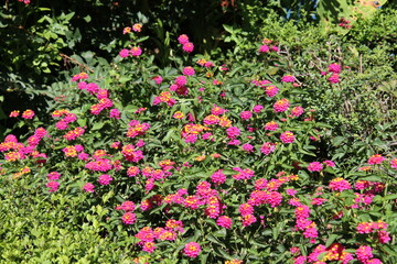 Wall Mural - field of flowers