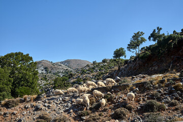 Wall Mural - A herd of sheep grazing in a mountain meadow in the Lefka Ori mountains on the island of Crete