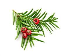 Branch Of Fir Tree With Red Berries. Taxus Baccata.