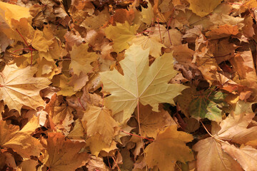 Wall Mural - autumn background from fallen leaves of maple tree
