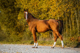 Fototapeta Konie - Don breed horse in autumn. Russian golden horse.