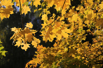 Wall Mural - bright autumn maple foliage illuminated by the sun