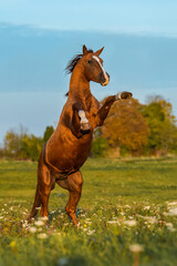 Wall Mural - Beautiful Don breed horse rearing up in the field in autumn. Russian golden horse.