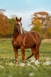 © Rita Kochmarjova - Don breed horse standing in the field. Russian golden horse.