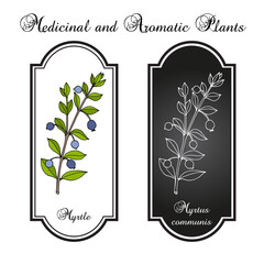 Wall Mural - Myrtle Myrtus communis , medicinal plant