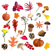 Autumn Leaves From Different Kind Of Tree, Berries, Acorn, Mushrooms, Pumpkin And Other Elements. Botanical Collection. Realistic Vector Icons For Your Design. . Vector Illustration
