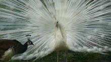 Peacocks Mating Season. Emotions Of Peacocks. White And Black Peacocks. Wild Birds Background. The White Albino Peacock Spread Its Tail. Wildlife Footage For Design And Decoration.