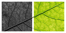 Two Fragments Of One Leaf. Withered Leaf And Green. Ecology, Environmental Protection. Concept