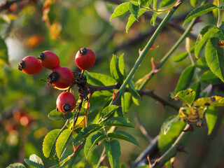 Sticker - Close-up shot of a branch with red rose hips of a wild dogrose or Rosa Canina in the garden