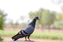 Selective Focus Shot Of A Beautiful Cute Gray Rock Dove Or Rock Pigeon Perched On The Stone