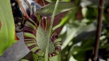 Nepenthes Carnivorous Plant