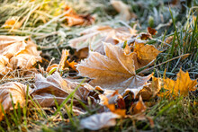 The Maple Leaf With Frost On The Ground. 