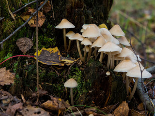 Wall Mural - group of forest mushrooms toadstools growing on a tree stump