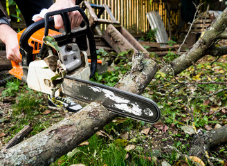 a man was drinking a tree with a chainsaw. removes plantings in the garden from old trees, harvests firewood.