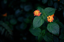 Shallow Focus Shot Of Common Lantana With Yellow And Red Flowers In Blossom