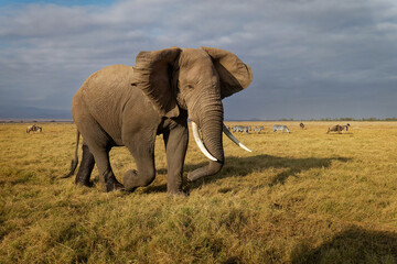 Wall Mural - African Bush Elephant - Loxodonta africana lonely elephant walking in savannah of the Amboseli park under Kilimanjaro in the afternoon, dust bath, close up portrait