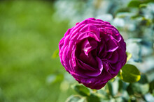 Closeup Shot Of A Purple Falstaff Rose In The Garden