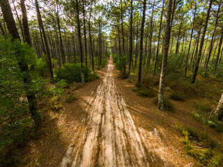 Wall Mural - Pine trees forest view