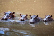 Cztery hipopotamy zanurzone w wodzie