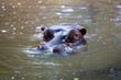 Hipopotam zanurzony w wodzie
