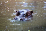 Fototapeta  - Hipopotam zanurzony w wodzie