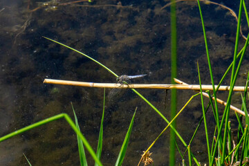 Wall Mural - grass in the water