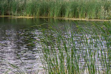 Wall Mural - reeds in the water