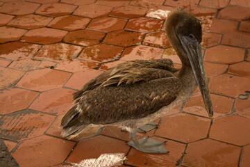 Wall Mural - The Galapagos brown pelican (Pelecanus occidentalis).