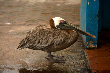 Wall Mural - The Galapagos brown pelican (Pelecanus occidentalis).