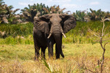 Fototapeta Sawanna - Alone elefant in the savanna in Africa